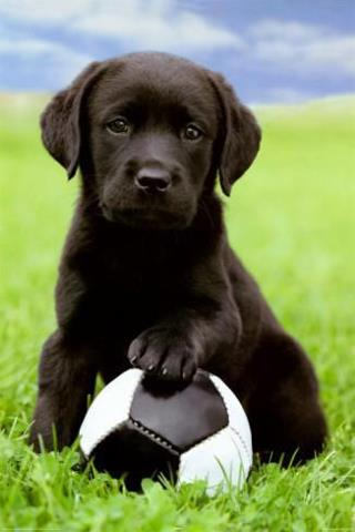 , Soccer Plus de 300 noms de chiennes uniques par catégorie
|Pinterest